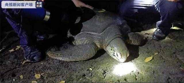 长约90公分，200斤重巨龟现身三亚红树林，还流着泪，究竟怎么了