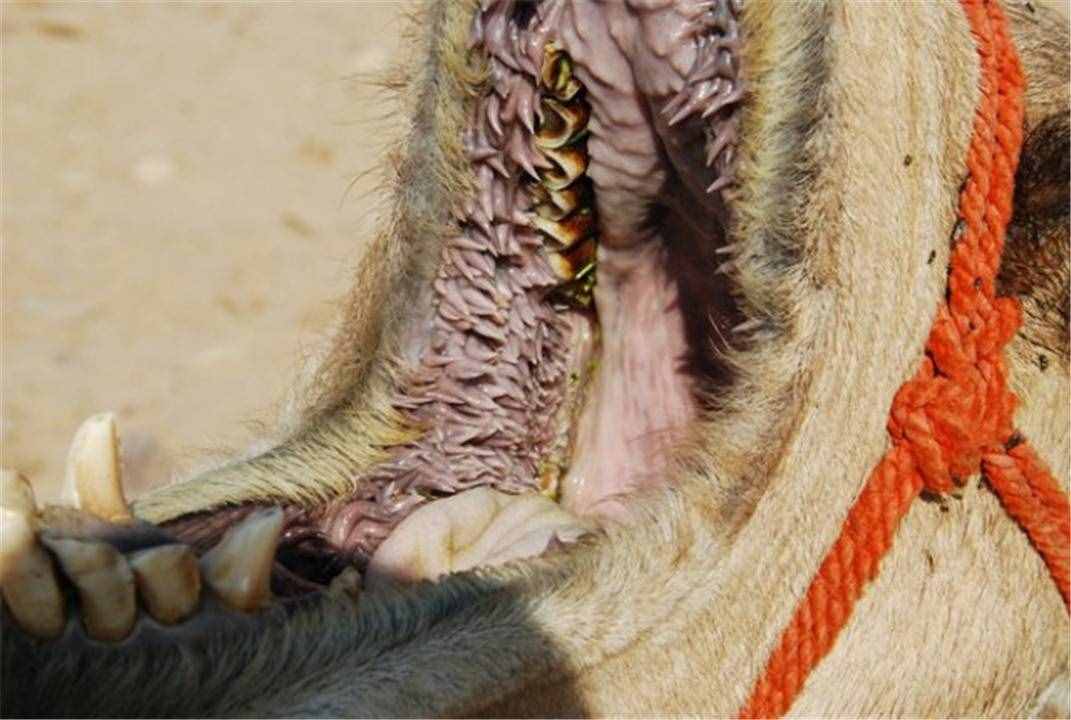 骆驼生嚼长满刺的仙人掌，吃得津津有味，为什么它们不怕扎嘴巴？
