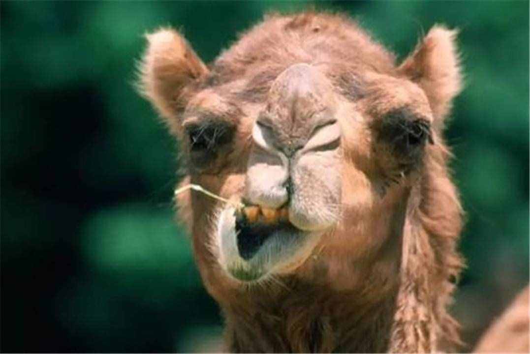 骆驼生嚼长满刺的仙人掌，吃得津津有味，为什么它们不怕扎嘴巴？