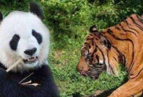 狮子和老虎等大型食肉动物为什么不吃大熊猫？