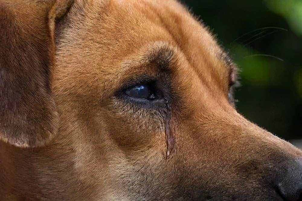 狗狗哭泣的5大原因，你能理解它的忧伤吗？