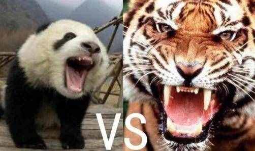 狮子和老虎等大型食肉动物为什么不吃大熊猫？