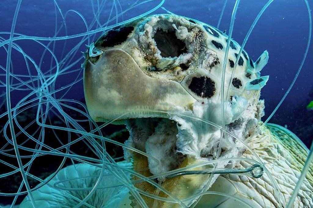 200斤脱肛腐甲绿海龟被发现，刚升为一级保护动物，专家紧急救治
