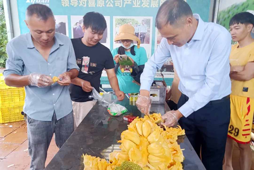 榴莲味菠萝蜜——新农人许生打造的雷州水果新名片