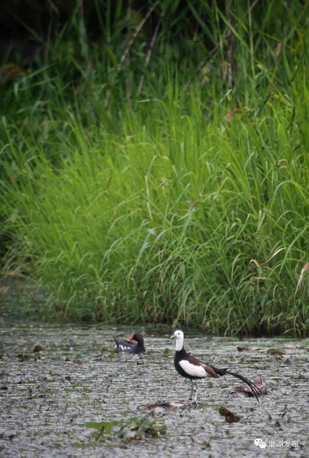 影像｜时隔6年，“凌波仙子”再次现身巢湖湿地