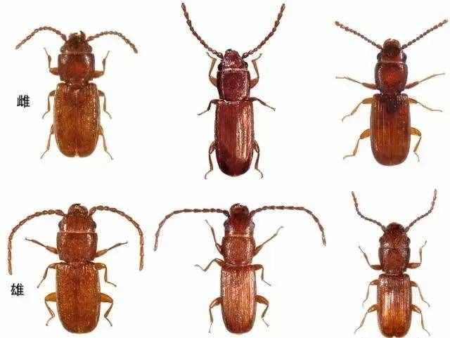 夏季家中发现虫子不要慌张，21种生活害虫习性及应对方法