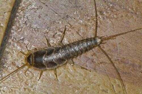 夏季家中发现虫子不要慌张，21种生活害虫习性及应对方法