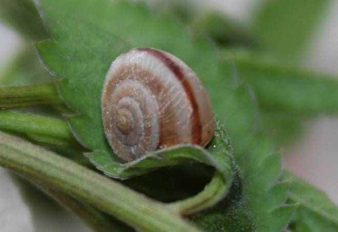 大豆田蜗牛危害大，使用哪些药剂防治？什么时候防治好？