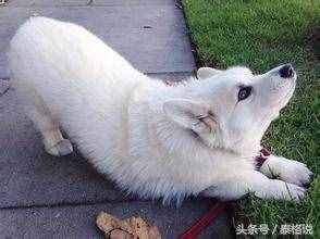 18种最美的纯白色狗狗