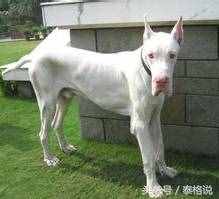 18种最美的纯白色狗狗