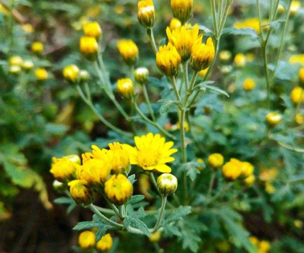 每日中药——野菊花