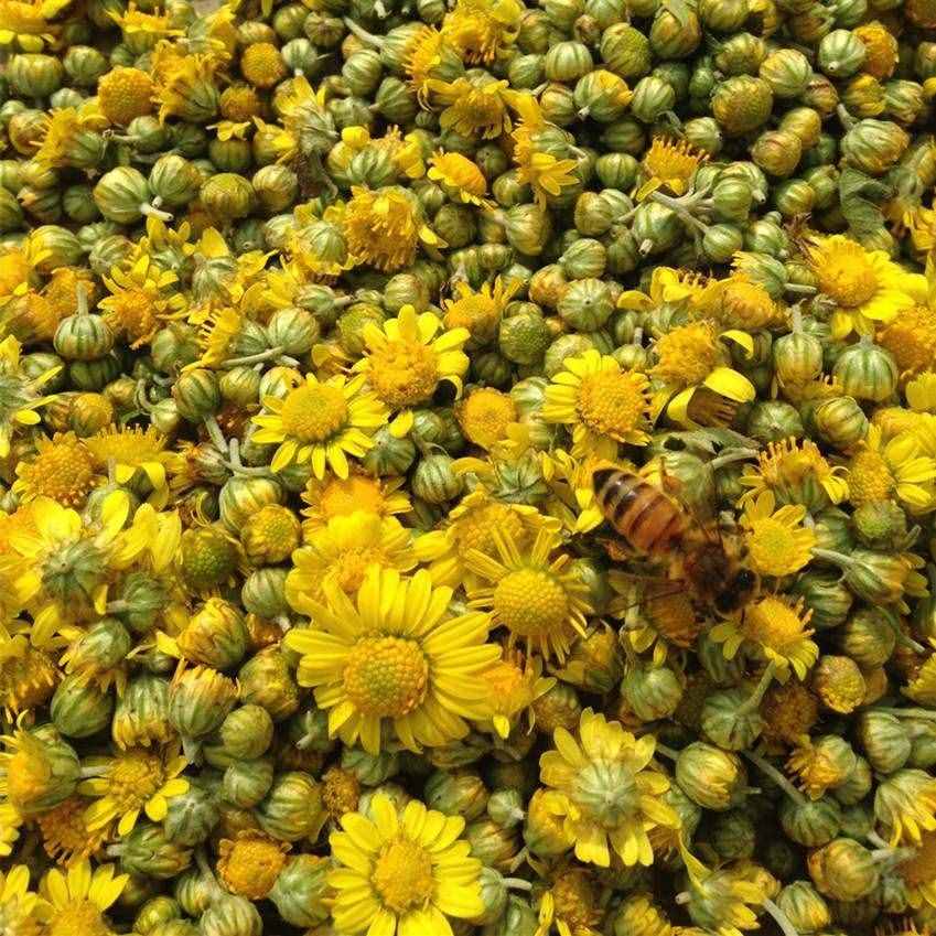 每日中药——野菊花