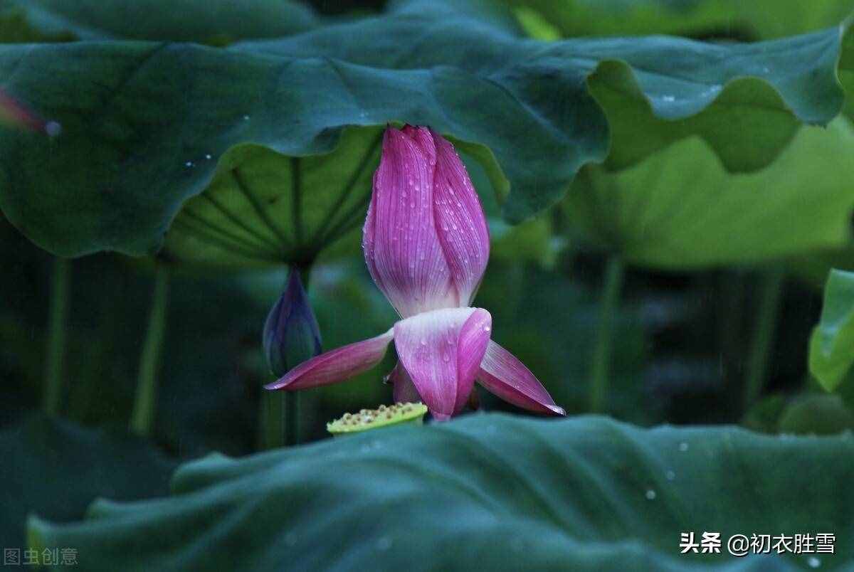 雨露荷花七首，杜甫写得清艳，李商隐写得忧伤，杨万里写得俏皮