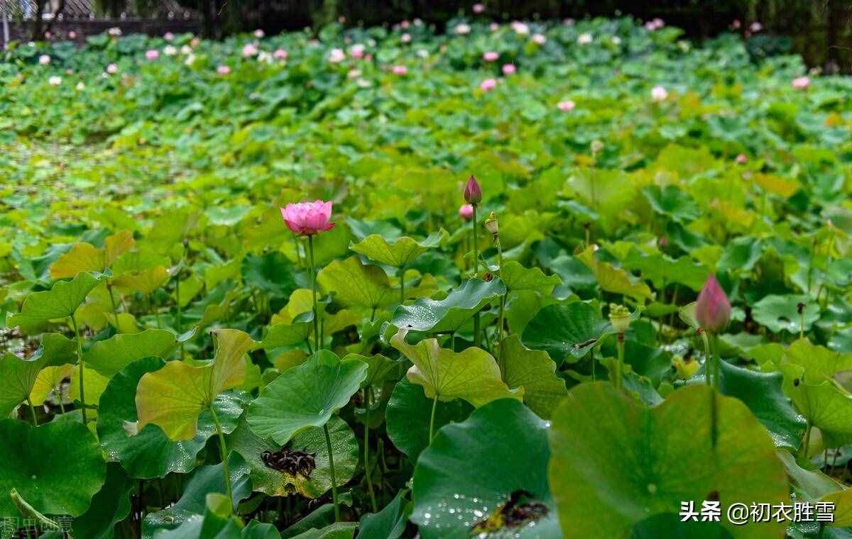 雨露荷花七首，杜甫写得清艳，李商隐写得忧伤，杨万里写得俏皮