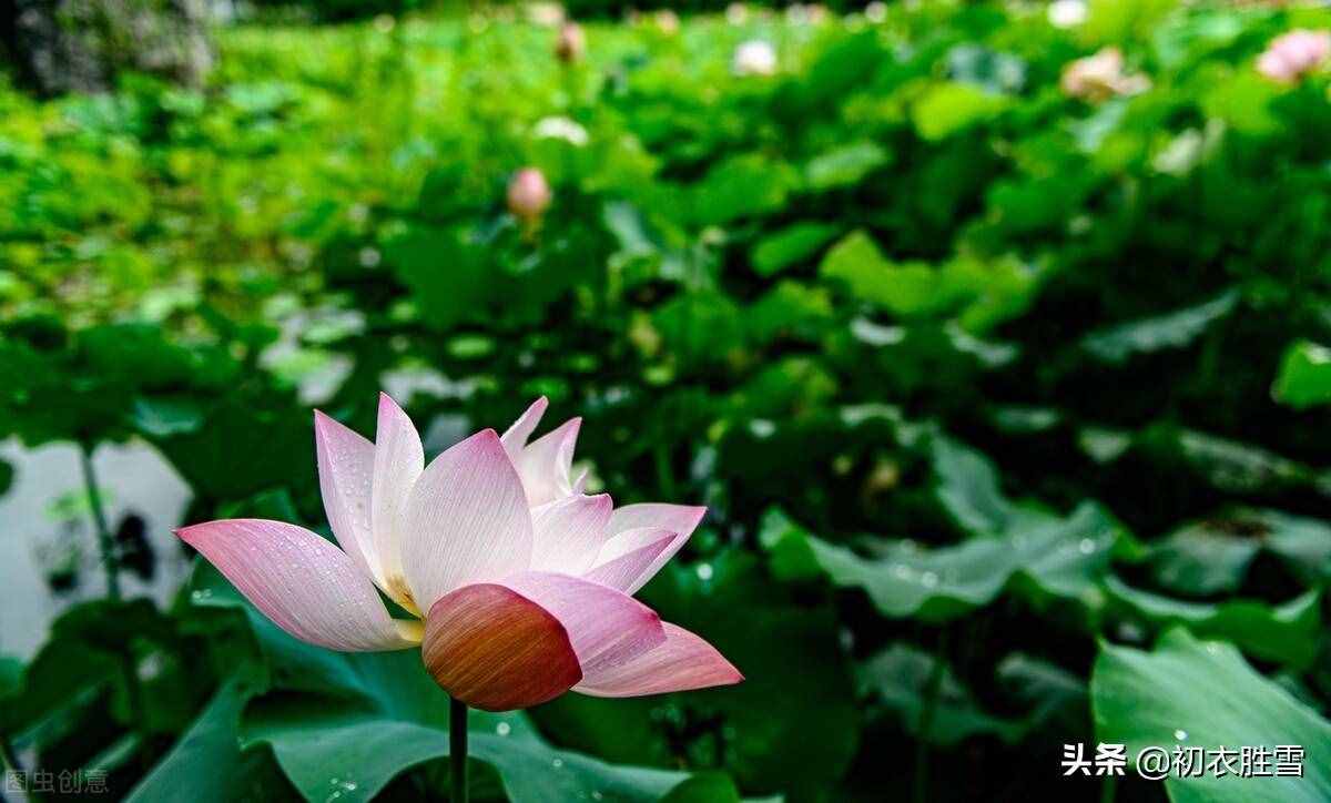 雨露荷花七首，杜甫写得清艳，李商隐写得忧伤，杨万里写得俏皮