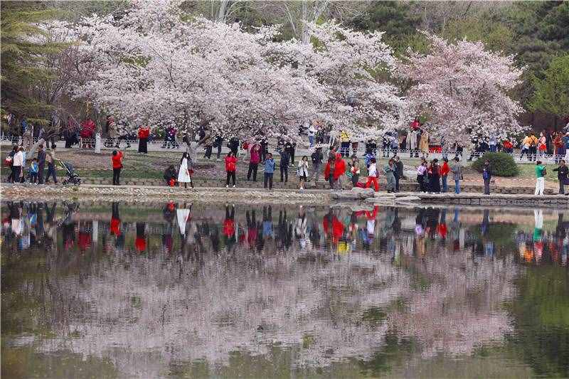 北京玉渊潭樱花进入最佳观赏期