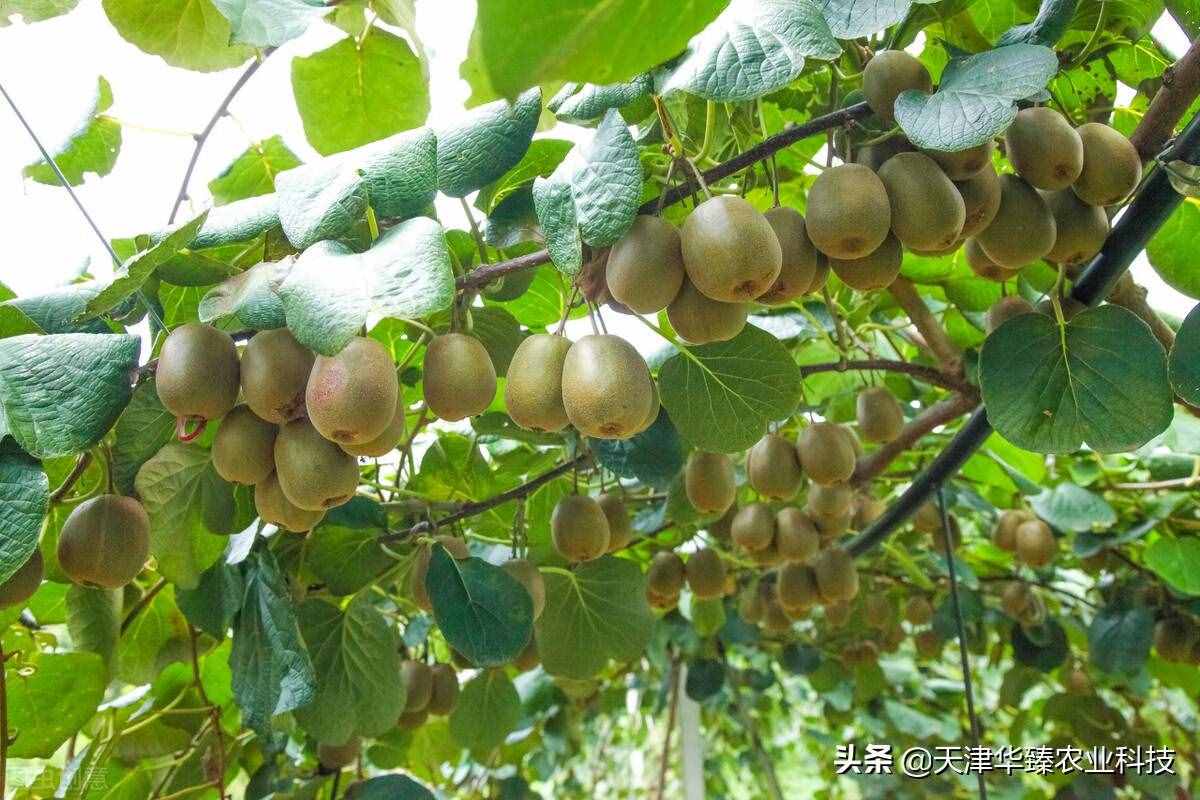 7月猕猴桃膨大关键期，当心高温易黄化，想高产这些措施少不了