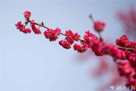 武汉樱花将于2月底迎来初花期 今年有望追平或打破最早开花纪录