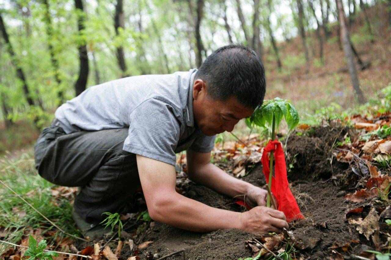 全面读懂长白山野山参文化，竟是国家非遗文化，传承千年