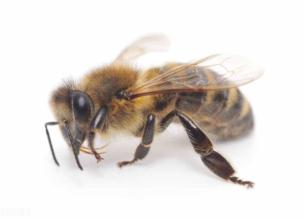 当我们被蜜蜂蜇了以后该怎么办？要时刻观察伤口的变化