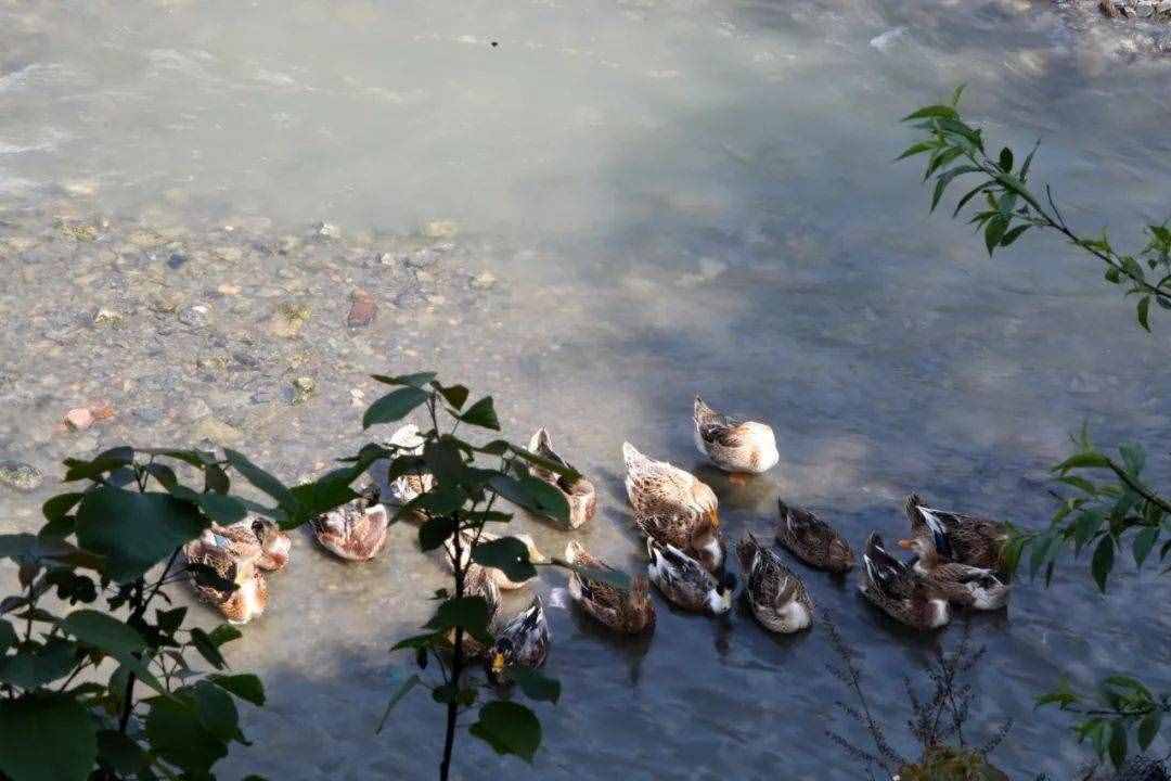 微洪江｜山里的味道：黔阳酒鸭