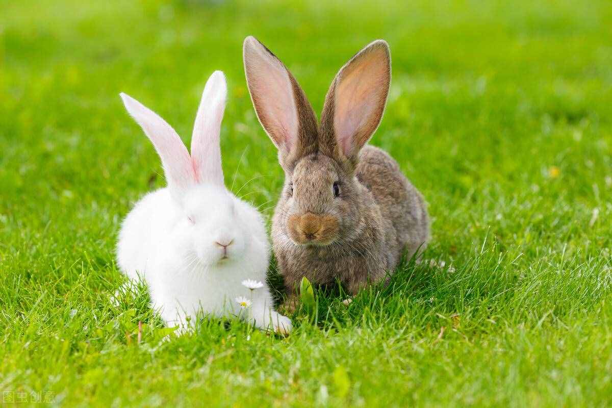 兔子品种很多，分类方向各不相同，常见分类品种是这样的