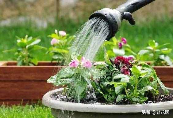 水分对花卉有何影响，如何合理浇水
