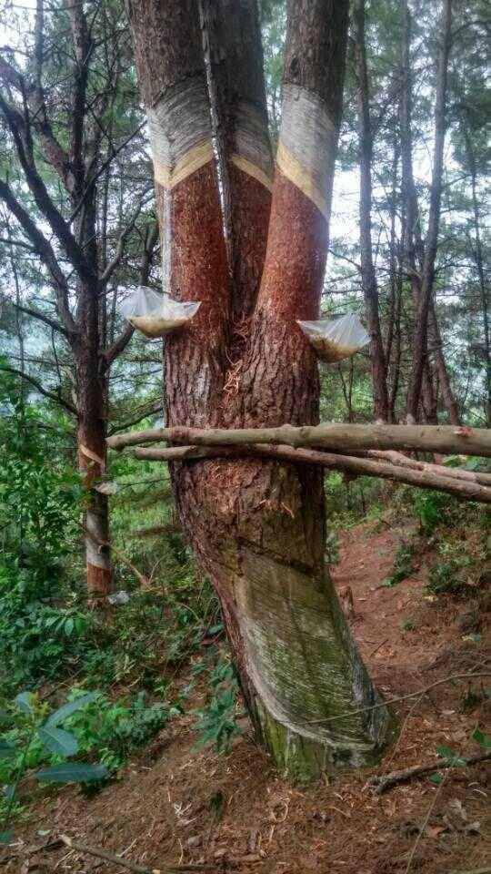 常见而被忽视的松树，为什么说它是人类离不开的宝树，这里有说法