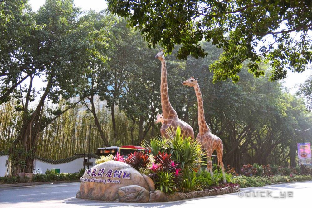 广州知名游乐园向全红婵发出邀请，有全国首创自驾车观赏动物模式