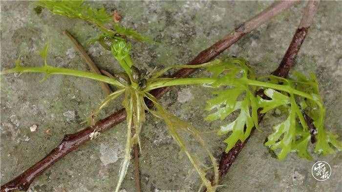 河口发现国家二级珍稀野生植物水蕨