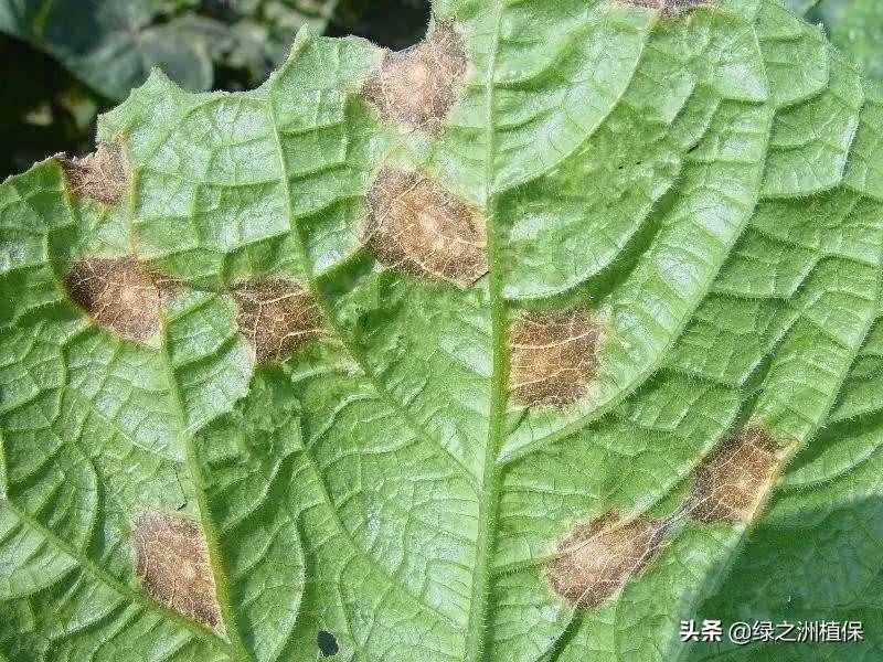 黄瓜想高产，必须注意这6种病虫害，附防治方案