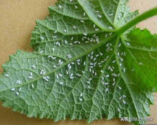 黄瓜想高产，必须注意这6种病虫害，附防治方案