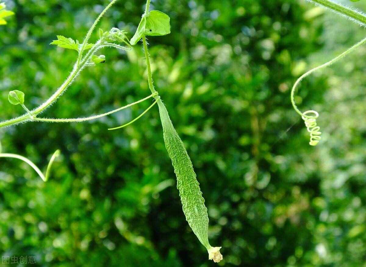 爱吃苦瓜的朋友请注意：夏天苦瓜正当食，但这三类人群要少吃