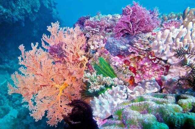 珊瑚礁，海底的“绿洲”，它是植物还是动物呢？