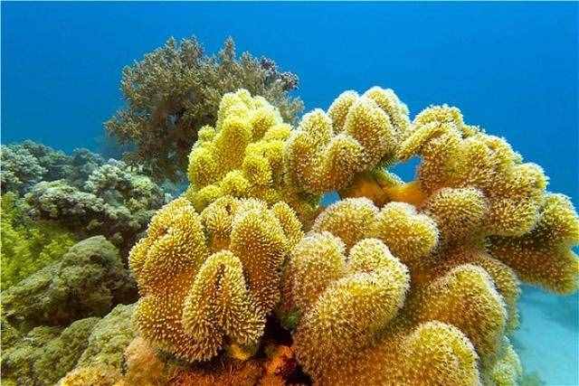 珊瑚礁，海底的“绿洲”，它是植物还是动物呢？