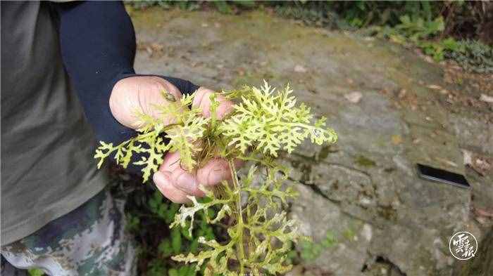 河口发现国家二级珍稀野生植物水蕨