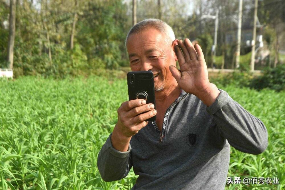 安徽农民种植苔菜，售价40元一斤，被网友质疑冒充莴笋
