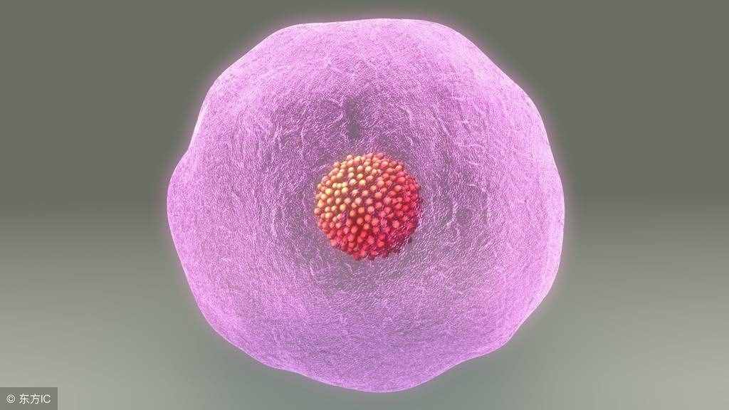 人体最大的细胞——居然是卵子，最小的细胞那是？