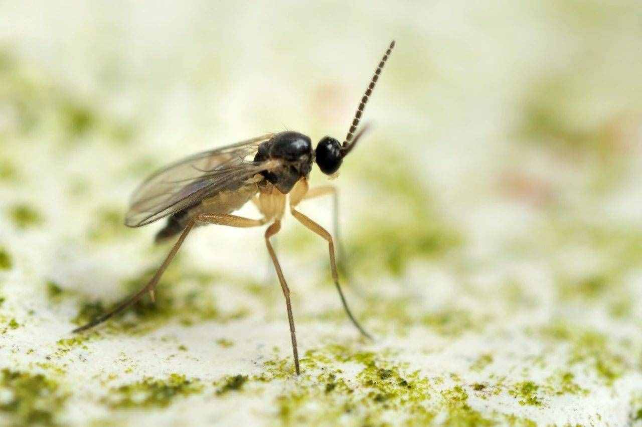 小黑飞、蚜虫和红蜘蛛都可用简单方法清除，并非一定要喷杀虫剂