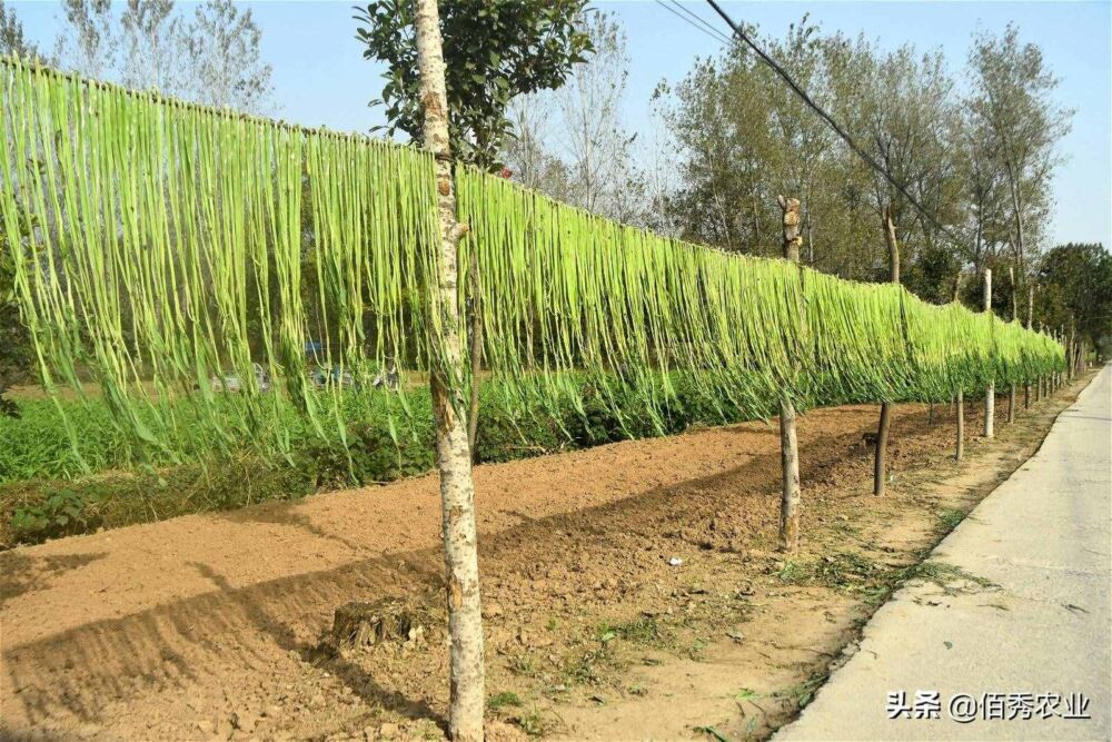 安徽农民种植苔菜，售价40元一斤，被网友质疑冒充莴笋