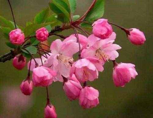 这8种花爱在春天盛开，认清花型不迷糊，自己也能当赏花大师