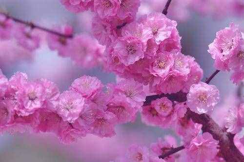 这8种花爱在春天盛开，认清花型不迷糊，自己也能当赏花大师