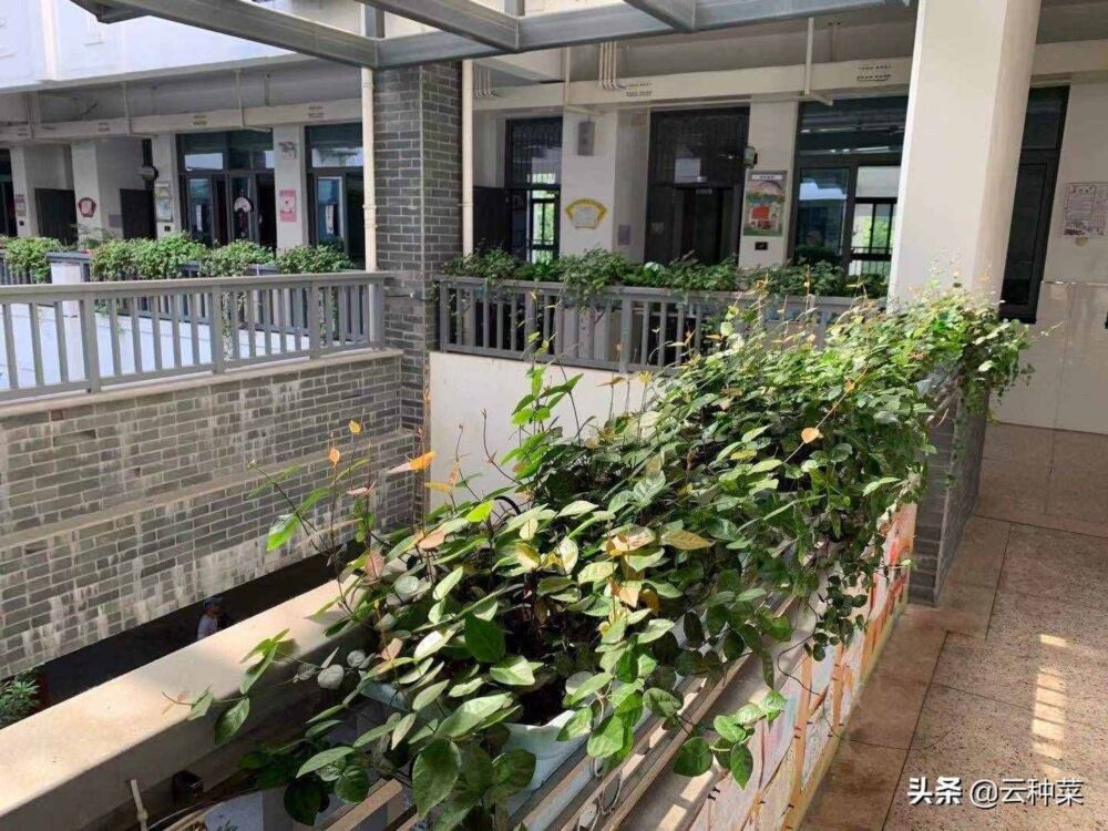 采用“智能节水灌溉”技术，教学楼走廊绿化种植，省心养护方案