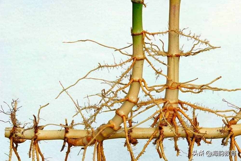 海韵教育丨科普：竹子是草还是树？