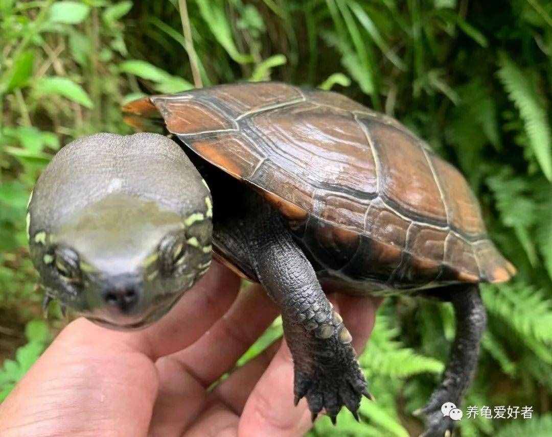 公龟母龟死亡率竟然不一样，这难道是生理原因？