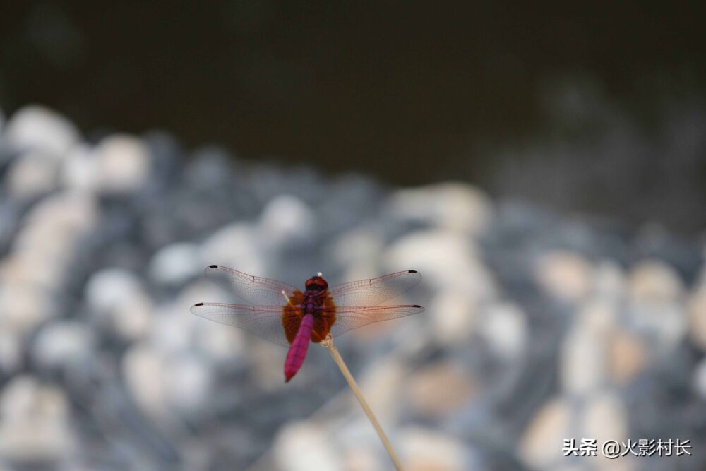 农业园区的精灵 蜻蜓照片集锦