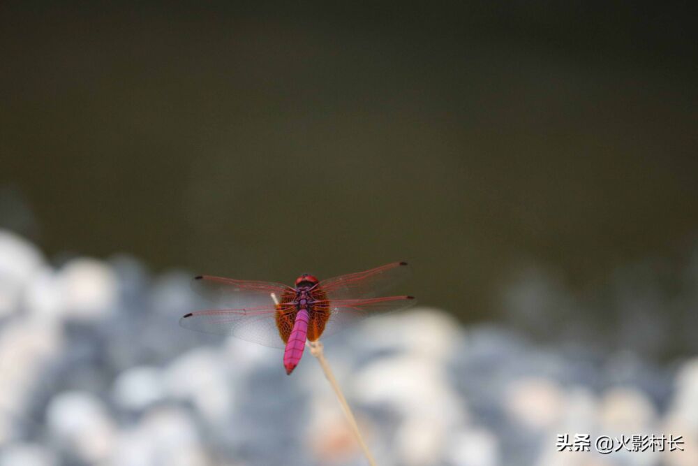 农业园区的精灵 蜻蜓照片集锦