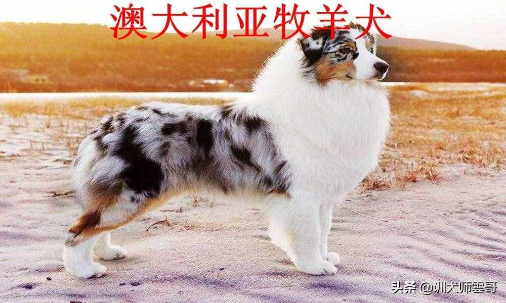 盘点最常见的10大牧羊犬，你更喜欢哪一种？