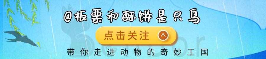 一个神奇的问题：北极熊会冬眠吗？