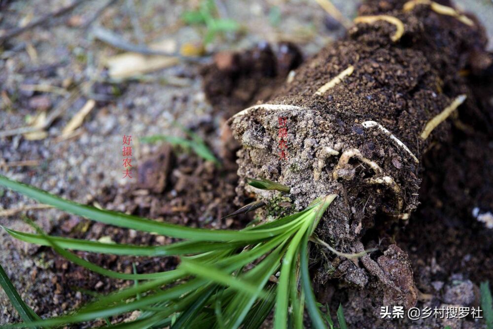 兰花换盆什么时间好？用什么方法？这些都不难